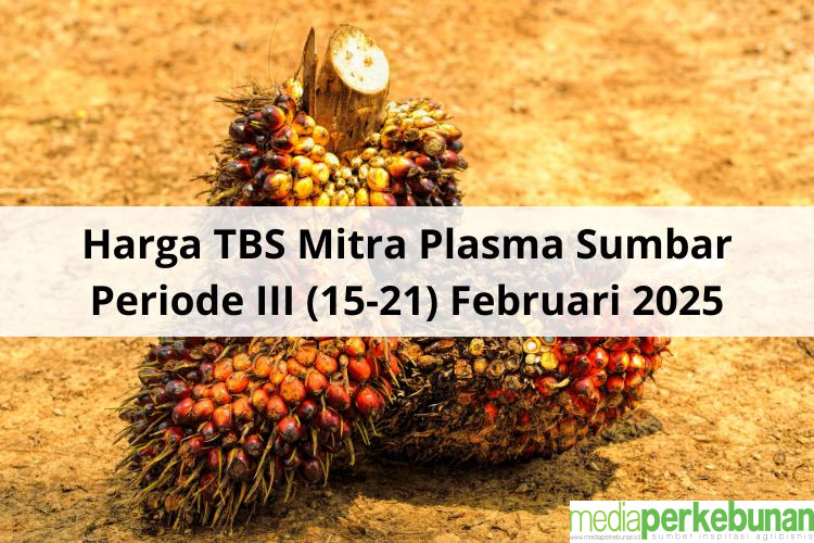 CPO Meroket Dongkrak Harga TBS Mitra Plasma Sumbar Periode III (15-21) Februari 2025