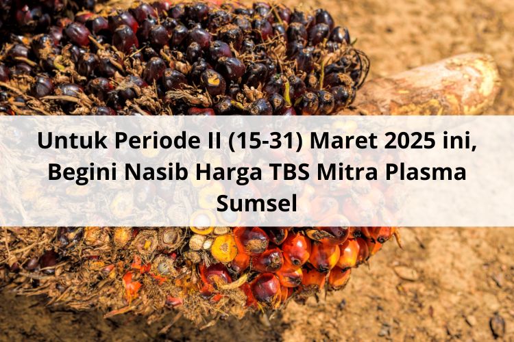 Untuk Periode II (15-31) Maret 2025 ini, Begini Nasib Harga TBS Mitra Plasma Sumsel