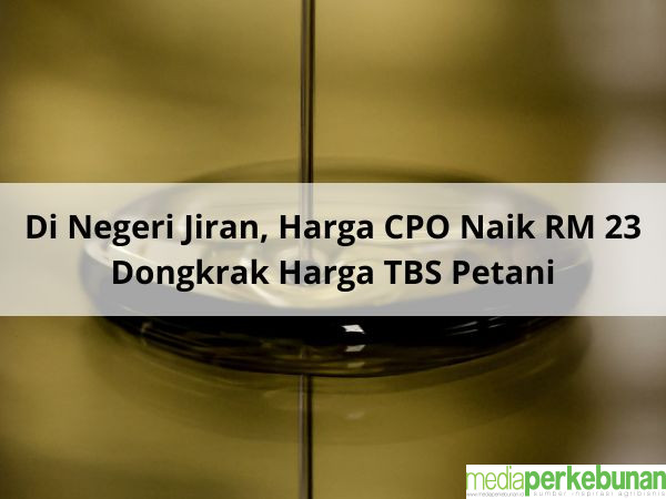 Di Negeri Jiran, Harga CPO Naik RM 23 Dongkrak Harga TBS Petani