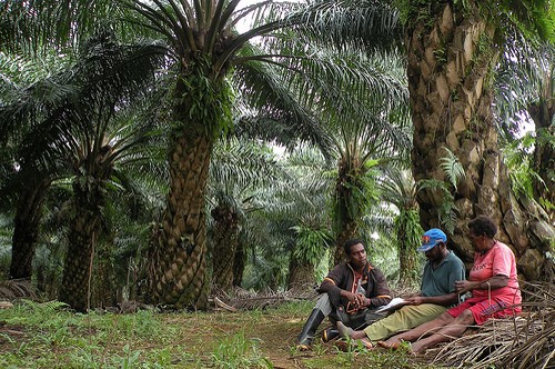 PENGEMBANGAN SAWIT DI PAPUA BUTUH PENINGKATAN SDM, MANFAATKAN DANA BPDPKS