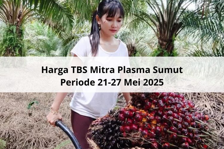 Meroket Lebih Rp 130 per Kg Harga TBS Mitra Plasma Sumut Periode 21-27 Mei 2025