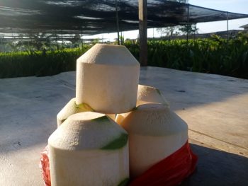 Kelapa Pandan Wangi Siap Mengisi Pasar Hotel, Restoran dan Supermarket