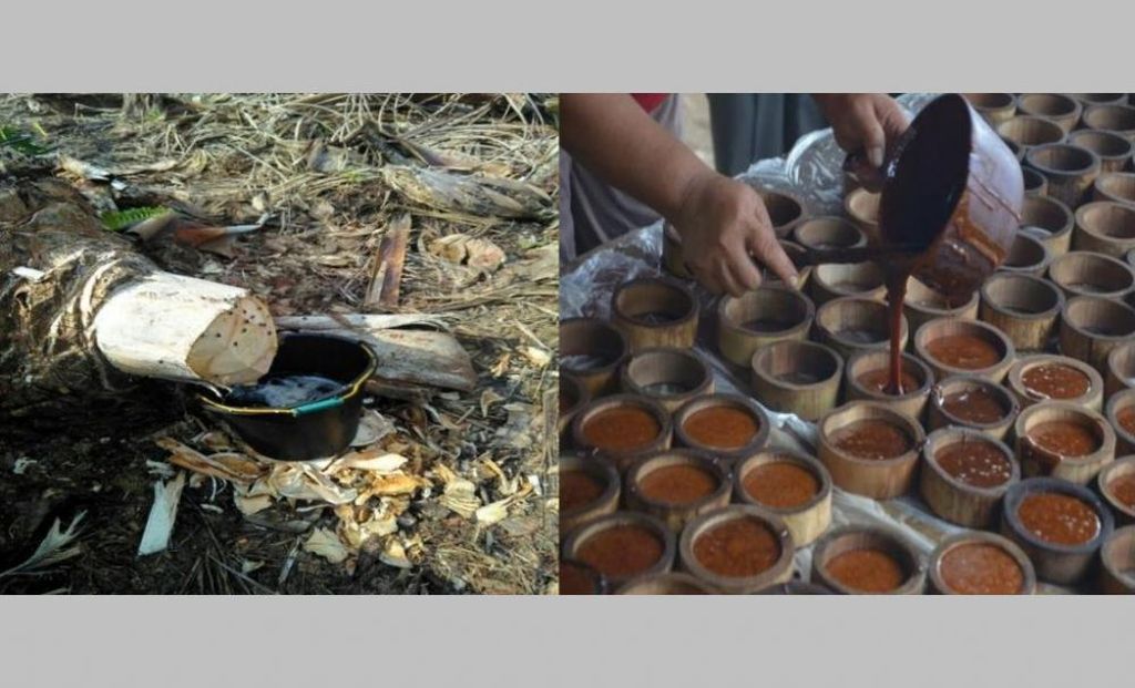 Pohon Sawit Tua Bisa Hasilkan Gula Merah Senilai Rp 3 Triliun