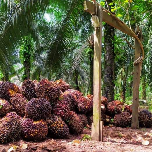 ALOKASI DANA BPDPKS UNTUK PETANI HANYA PEMANIS SAJA