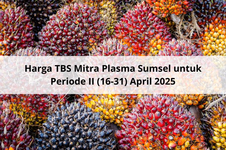 Turun, Harga TBS Mitra Plasma Sumsel untuk Periode II (16-31) April 2025