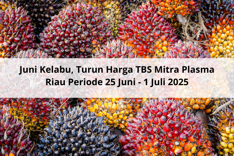 Juni Kelabu, Turun Harga TBS Mitra Plasma Riau Periode 25 Juni – 1 Juli 2025