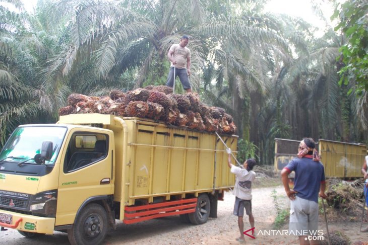 Harga Sawit Riau Terus Melorot