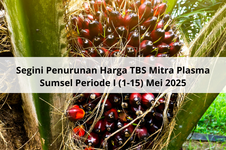 Segini Penurunan Harga TBS Mitra Plasma Sumsel Periode I (1-15) Mei 2025