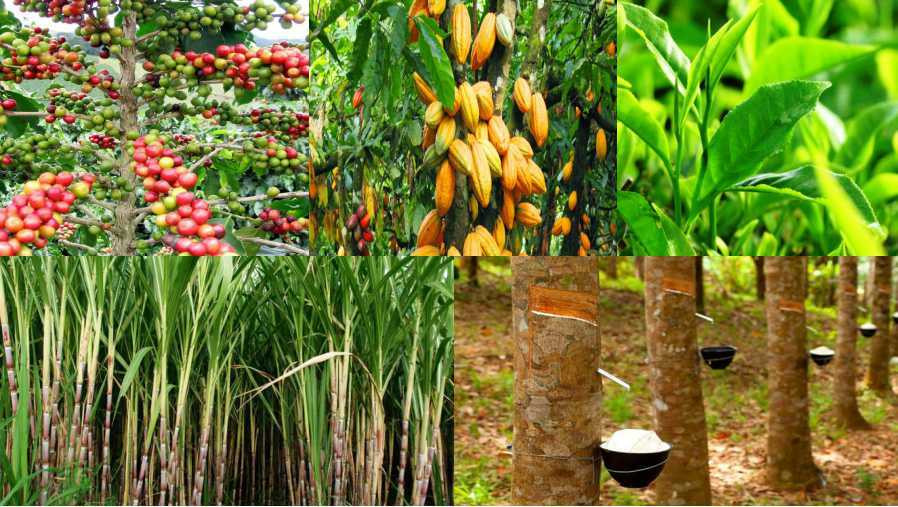 Selain Sawit, Ini 9 Hasil Perkebunan Indonesia dengan Potensi Bisnis Tertinggi