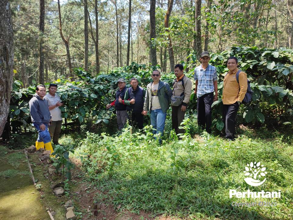 Warga dan BUMN Bakal Panen Kopi di Kawasan Hutan Pati