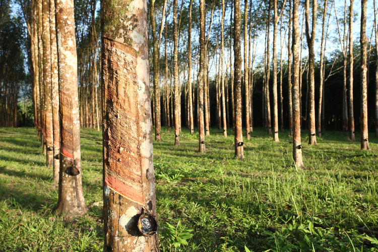 Puslit Karet Sembawa Bakal Lepas Empat Klon Unggul Tahun 2026