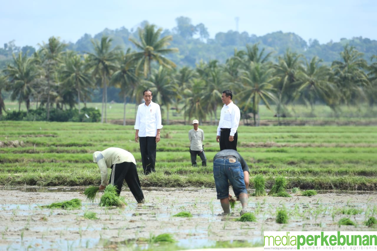 Presiden Tinjau Pompanisasi di Bone, Petani Bersyukur Terhindar Kekeringan