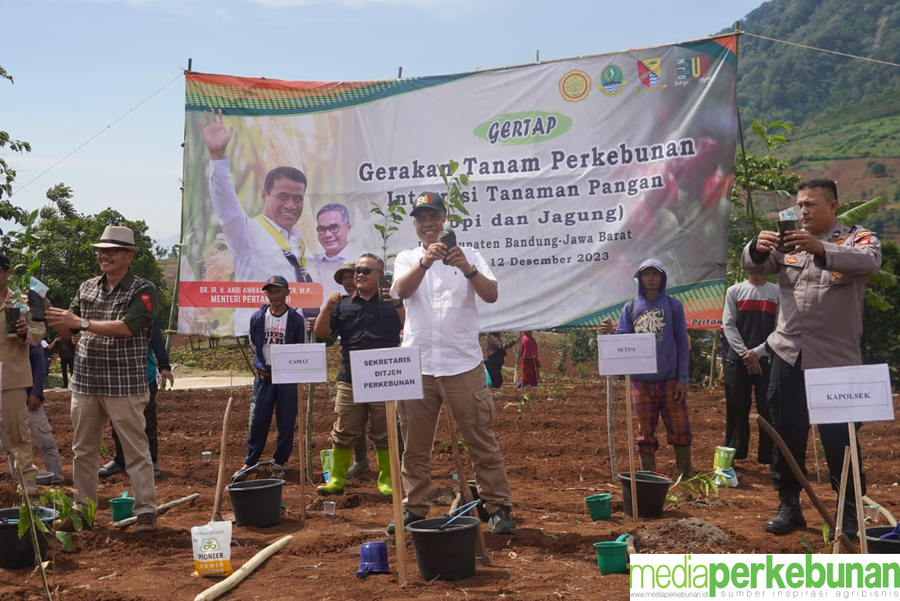 Kementan Gencarkan GERTAP, Kali Ini Kolaborasikan Kopi-Jagung