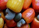 Jambu Mete Tanaman Multi Ekonomi dan Fungsi