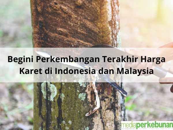 Begini Perkembangan Terakhir Harga Karet di Indonesia dan Malaysia