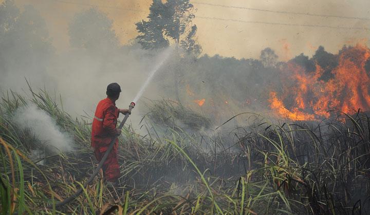 Pekebun Diminta Cegah Karhutla