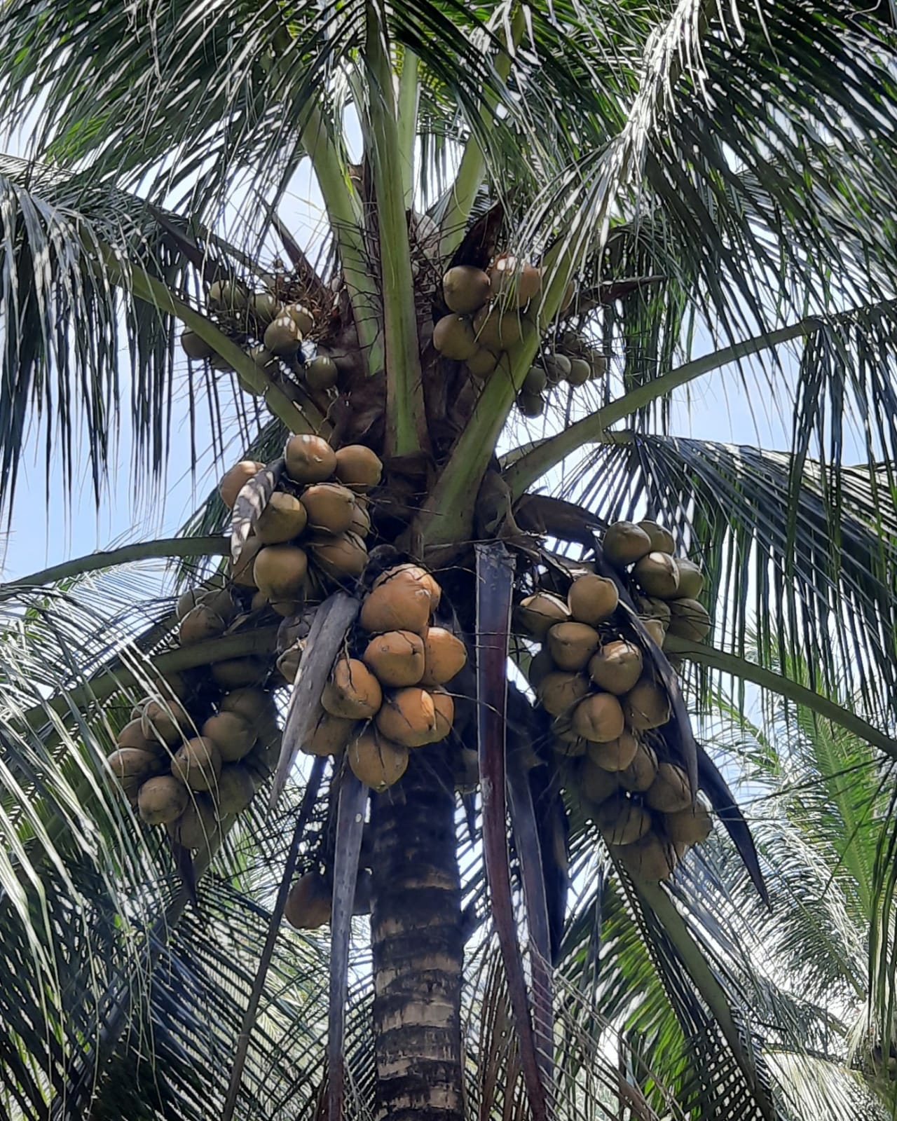 PROGRAM PENGEMBANGAN KELAPA TAHUN 2022 12.570 HA