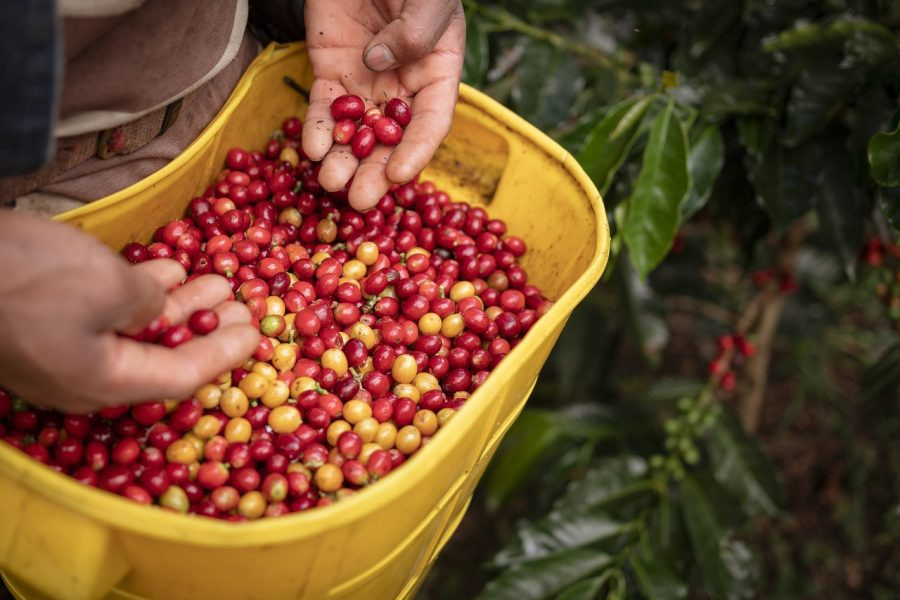 Mengenal Kopi Khas Toraja: Manfaat, Rasa, dan Harga