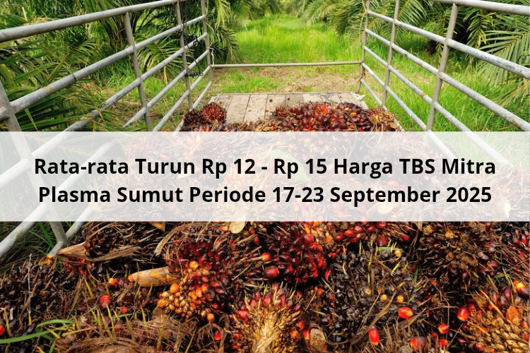 Rata-rata Turun Rp 12 – Rp 15 Harga TBS Mitra Plasma Sumut Periode 17-23 September 2025