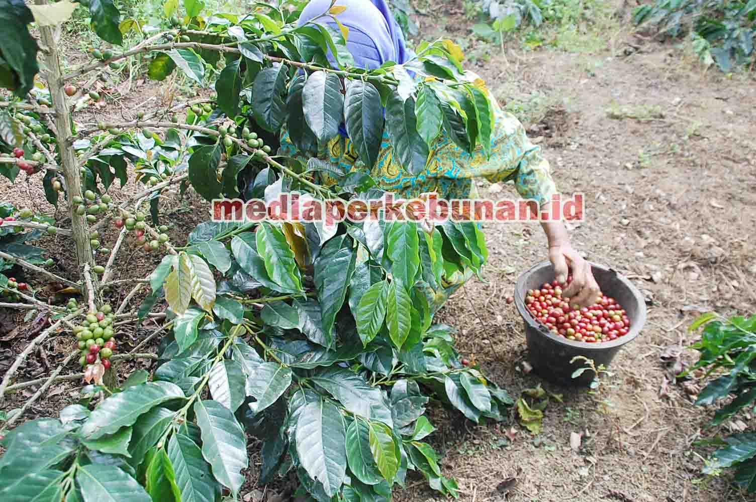 Celaka, Panen Raya Kopi Terpukul Covid-19