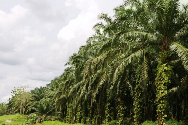 Hanya Kebun Clear And Clean yang Diserahkan Satgas PKH Pada Menteri BUMN/PT Agrinas