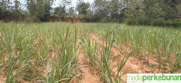 Asa Petani Tebu Jawa Tengah di Tengah Kondisi Sulit