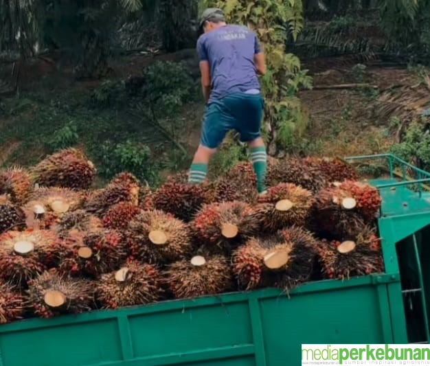 Terpeleset Harga CPO Hasil Tender PT KPBN Periode 14 Januari 2025