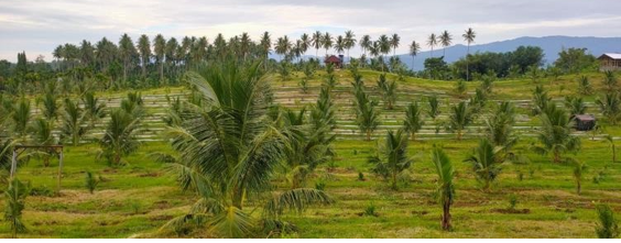 IMPORTIR TERBESAR KE SEMBILAN, INDONESIA PERLU BANGUN KEBUN KURMA