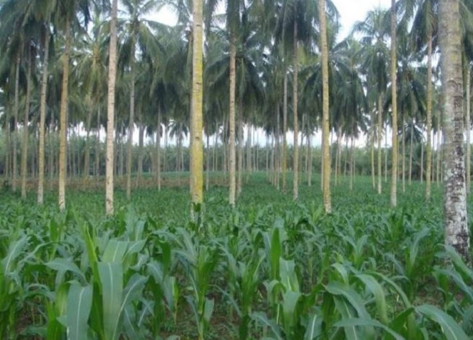 Tegakan Kelapa Bantu Mendongkrak Produksi Jagung