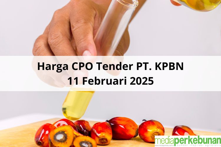 Dibayangi Trek, Meroket Lagi Harga CPO Hasil Tender PT KPBN Periode 11 Februari 2025