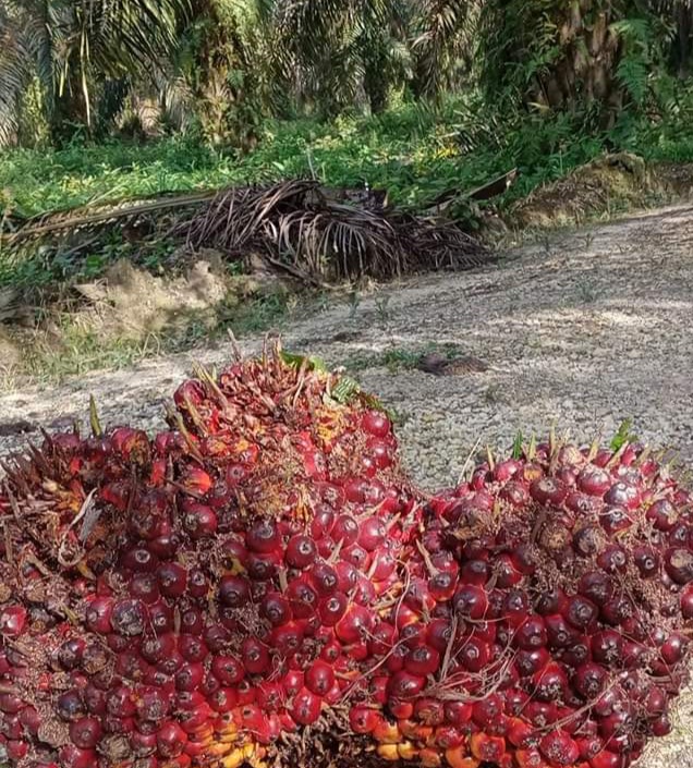 PETANI SAWIT KELUHKAN KENAIKAN HARGA PUPUK