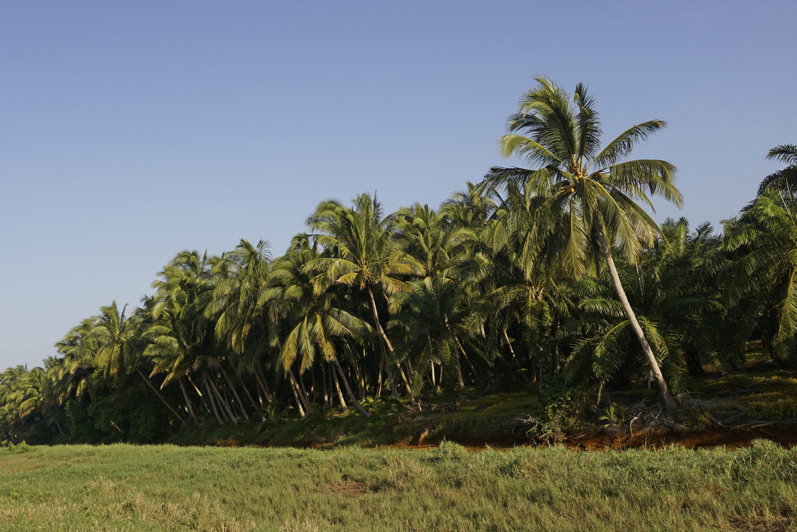 Petani Kelapa Bakal Dilatih Pembibitan dan Dibangunkan Kemitraan