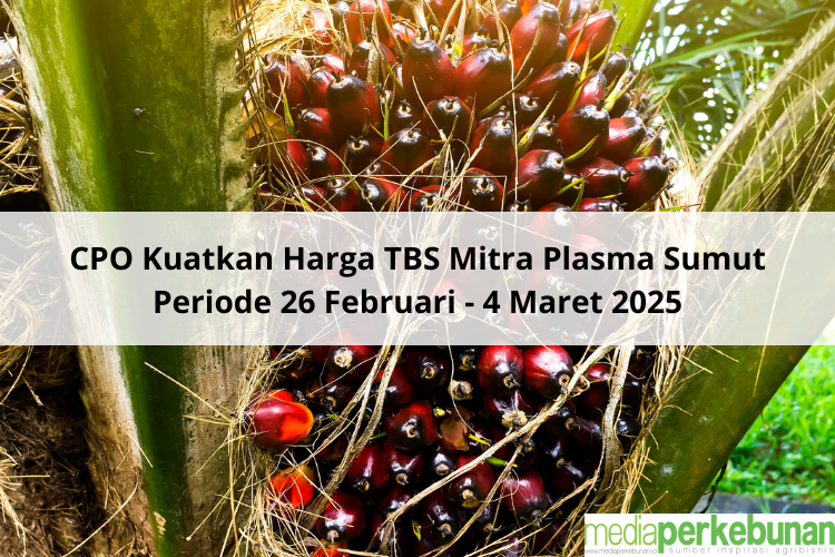 CPO Kuatkan Harga TBS Mitra Plasma Sumut Periode 26 Februari – 4 Maret 2025