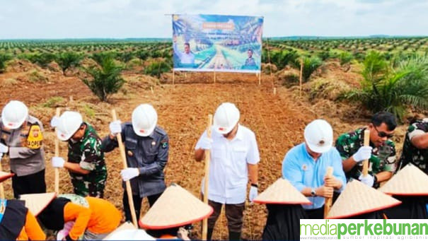 Lahan PSR akan Diwajibkan Tumpang Sari dengan Padi Gogo