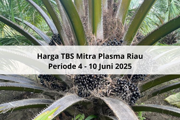 Bangkit dari Keterpurukan Harga TBS Mitra Plasma Riau Periode 4 – 10 Juni 2025