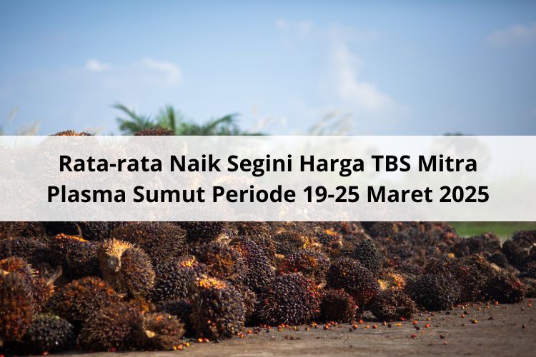 Rata-rata Naik Segini Harga TBS Mitra Plasma Sumut Periode 19-25 Maret 2025