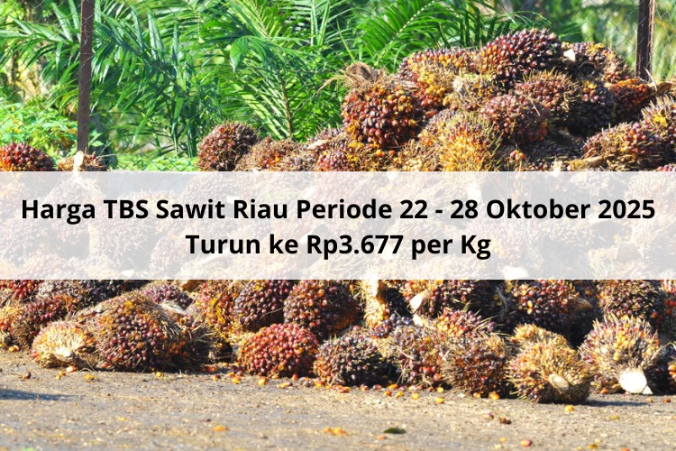 Harga TBS Sawit Mitra Plasma Riau Periode 22 – 28 Oktober 2025 Turun ke Rp3.677 per Kg