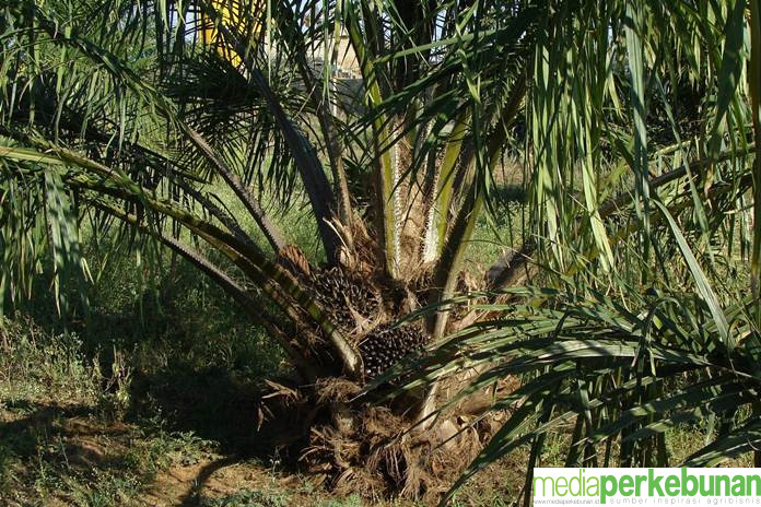 Sawit Terserang Ulat Pemakan Daun, Begini Pengendaliannya