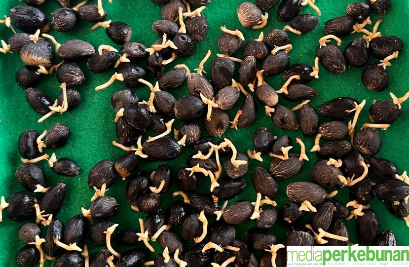 Tata Cara Memilih Bibit Kelapa Sawit yang Unggul