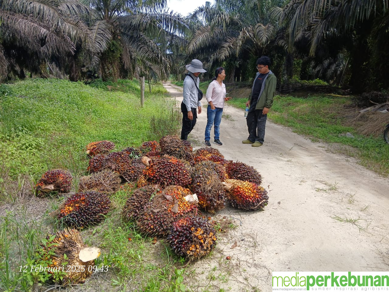 Naik Lebih dari Rp 100 Per Kg Harga TBS Mitra Plasma Sumut Periode 12-18 Februari 2025