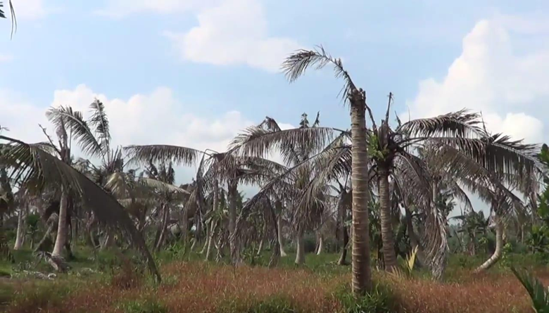 PEMBUKAAN KEBUN  SAWIT PERUSAHAAN DI INHIL PENGARUHI KELAPA RAKYAT