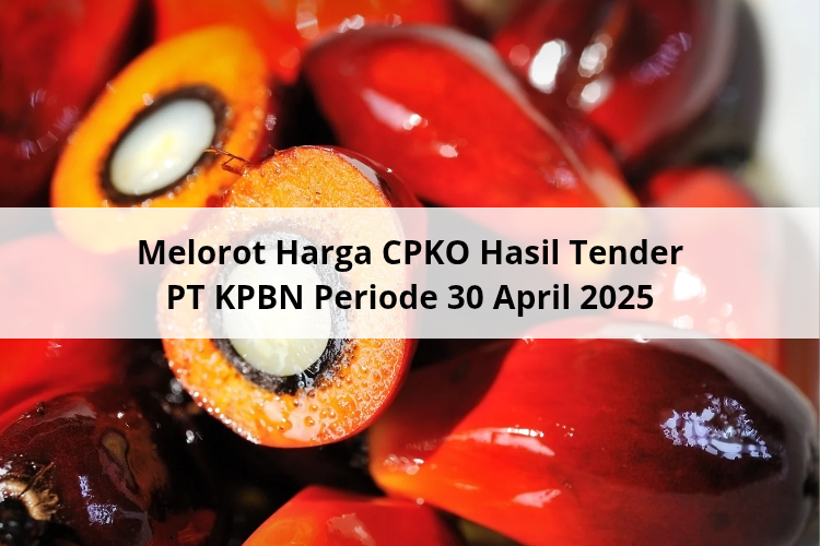 Melorot Harga CPKO Hasil Tender PT KPBN Periode 30 April 2025