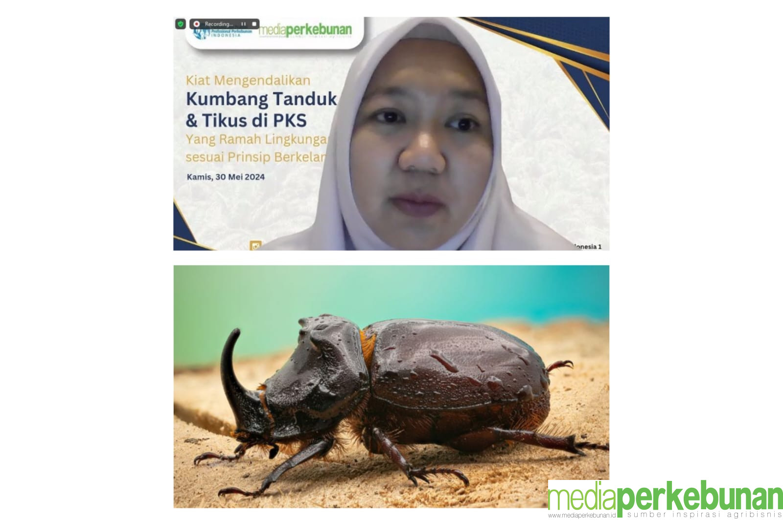 PENGENDALIAN KUMBANG TANDUK PADA KELAPA SAWIT