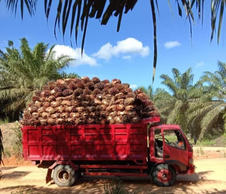 Harga Sawit Sumsel Naik Rp 79 per Kg