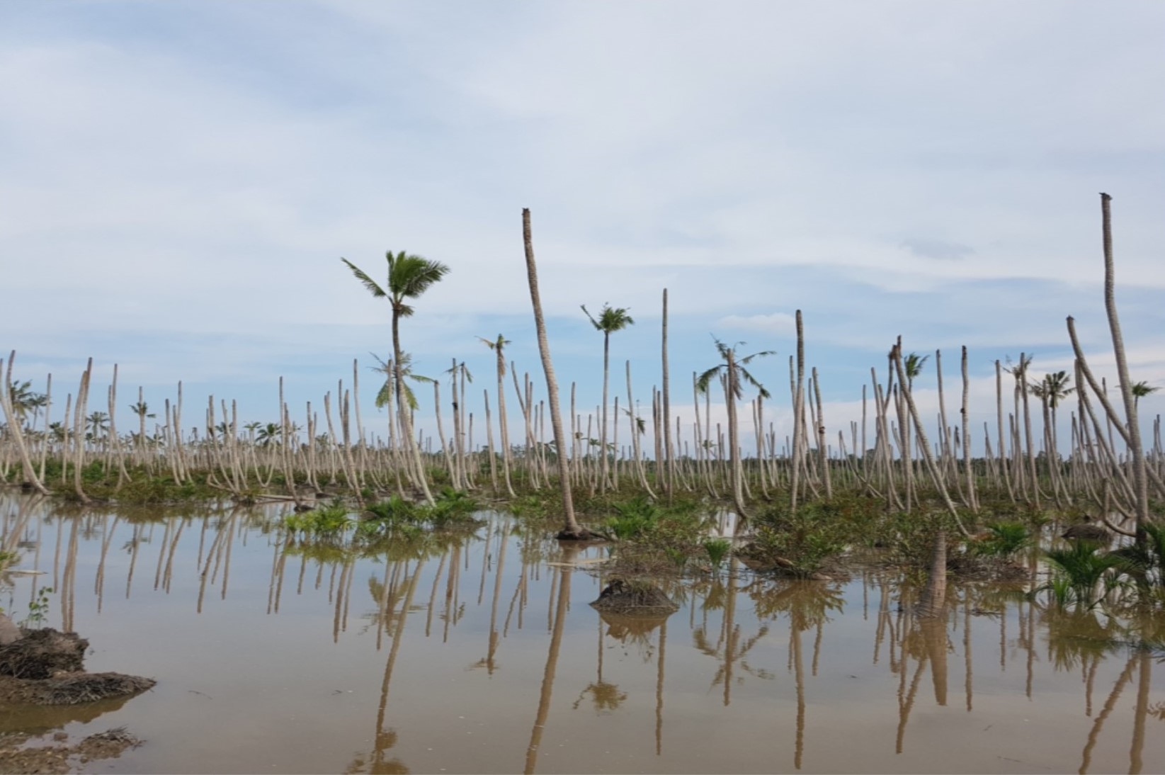 INTRUSI AIR LAUT DAN HAMA MONYET, MASALAH UTAMA PETANI KELAPA INHIL