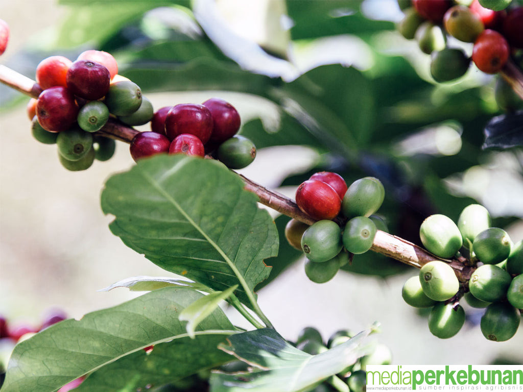 Pantauan Harga Kopi Dunia per 16 Januari 2025