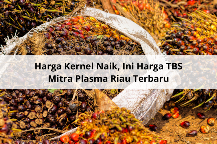Harga Kernel Naik, Ini Harga TBS Mitra Plasma Riau Terbaru