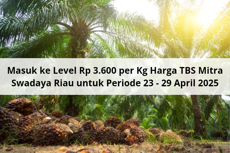 Masuk ke Level Rp 3.600 per Kg Harga TBS Mitra Swadaya Riau untuk Periode 23 – 29 April 2025