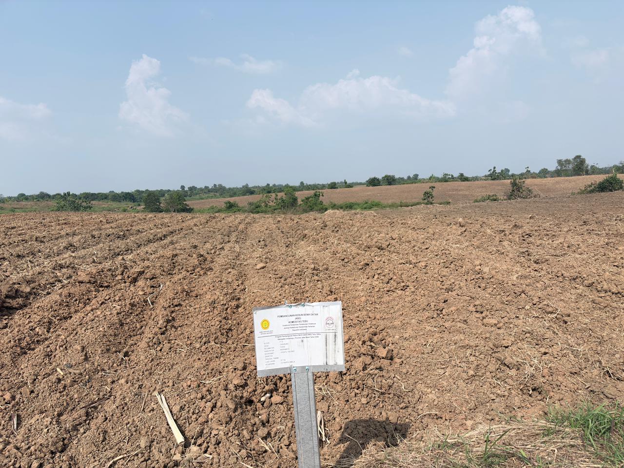 Terbangun Kebun Benih Tebu 200 Ha, Siap Sediakan Benih Unggul Panjalu Gratis