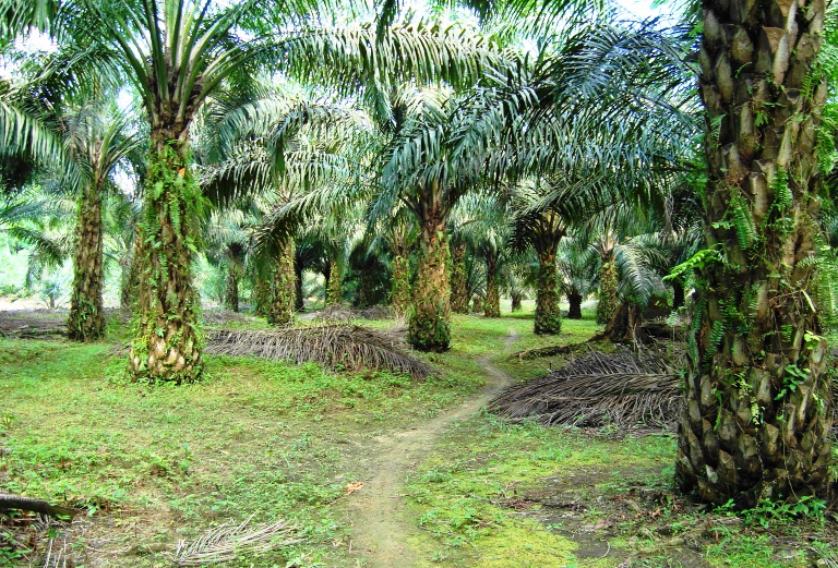 Siapkan Rantai Pasok Sawit Bebas Deforestrasi